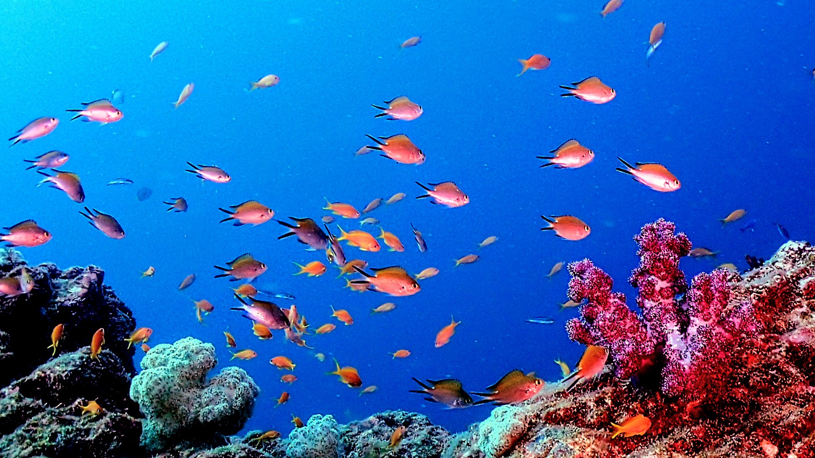 ダイビング中に見た魚